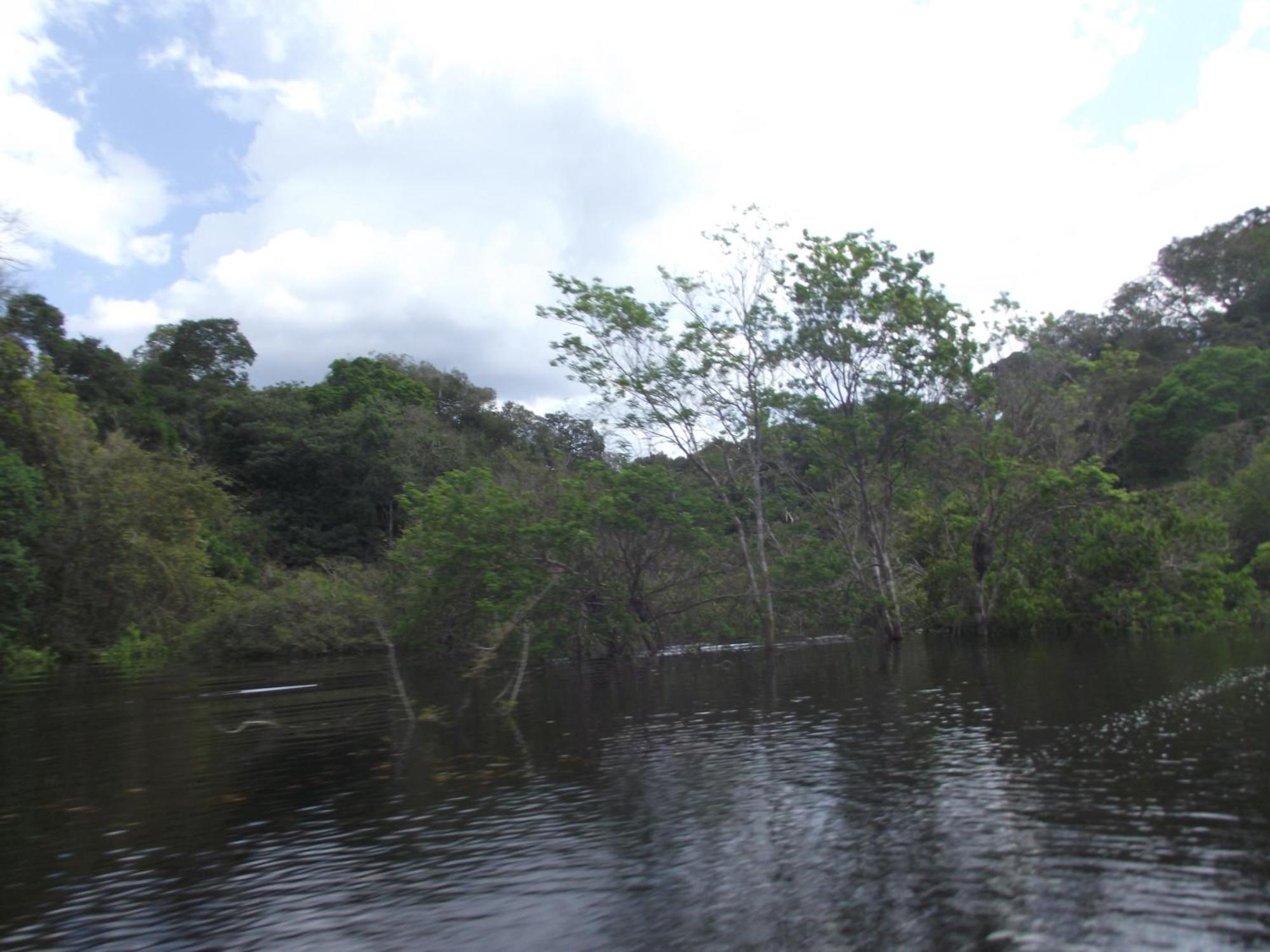 Amazon Arowana Lodge Careiro المظهر الخارجي الصورة